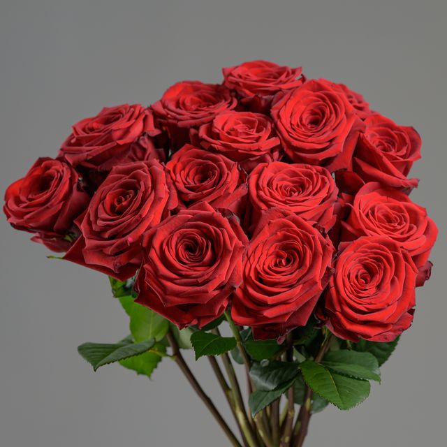 Explorer Red