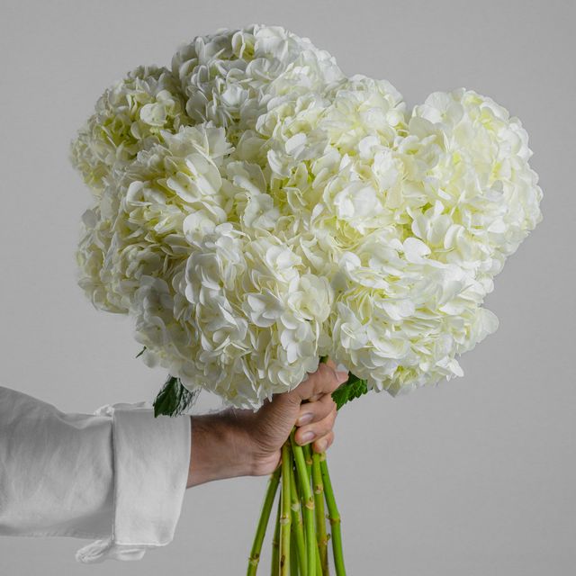 Hydrangea White