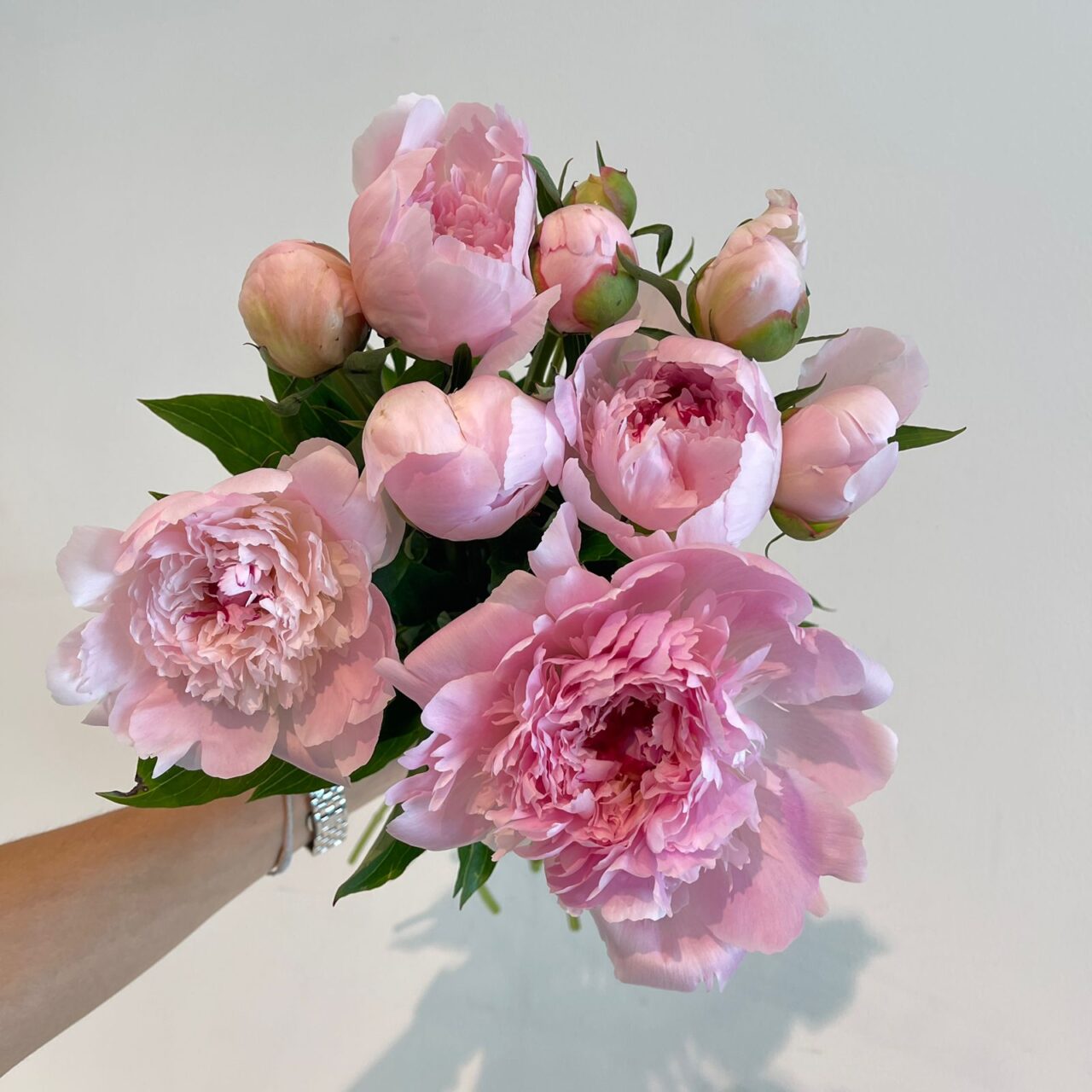 Alertie Peonies - Mayflower Studio