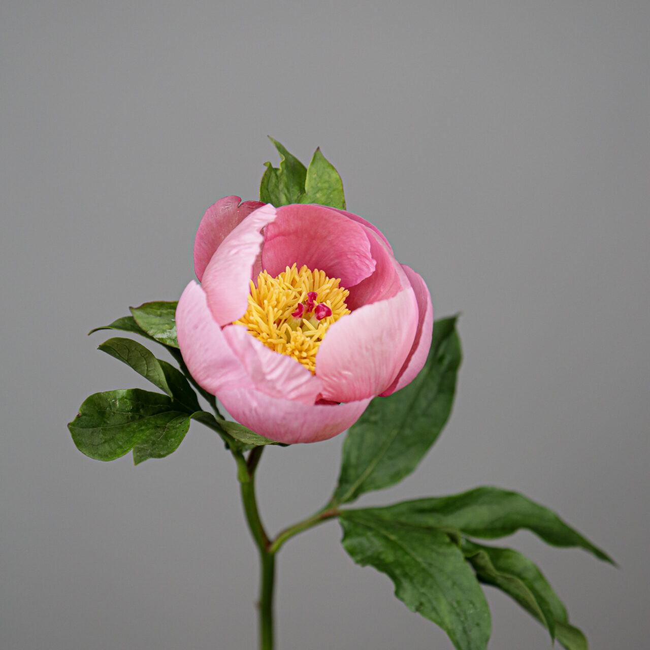Peonies Soft Salmon Saucer - Mayflower Studio