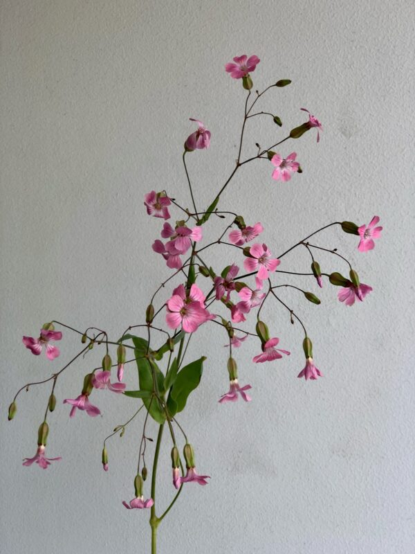 Saponaria Pink