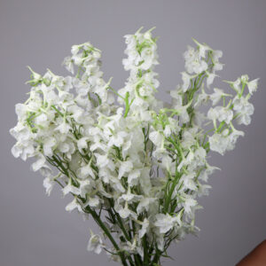 Delphinium Belladonna White