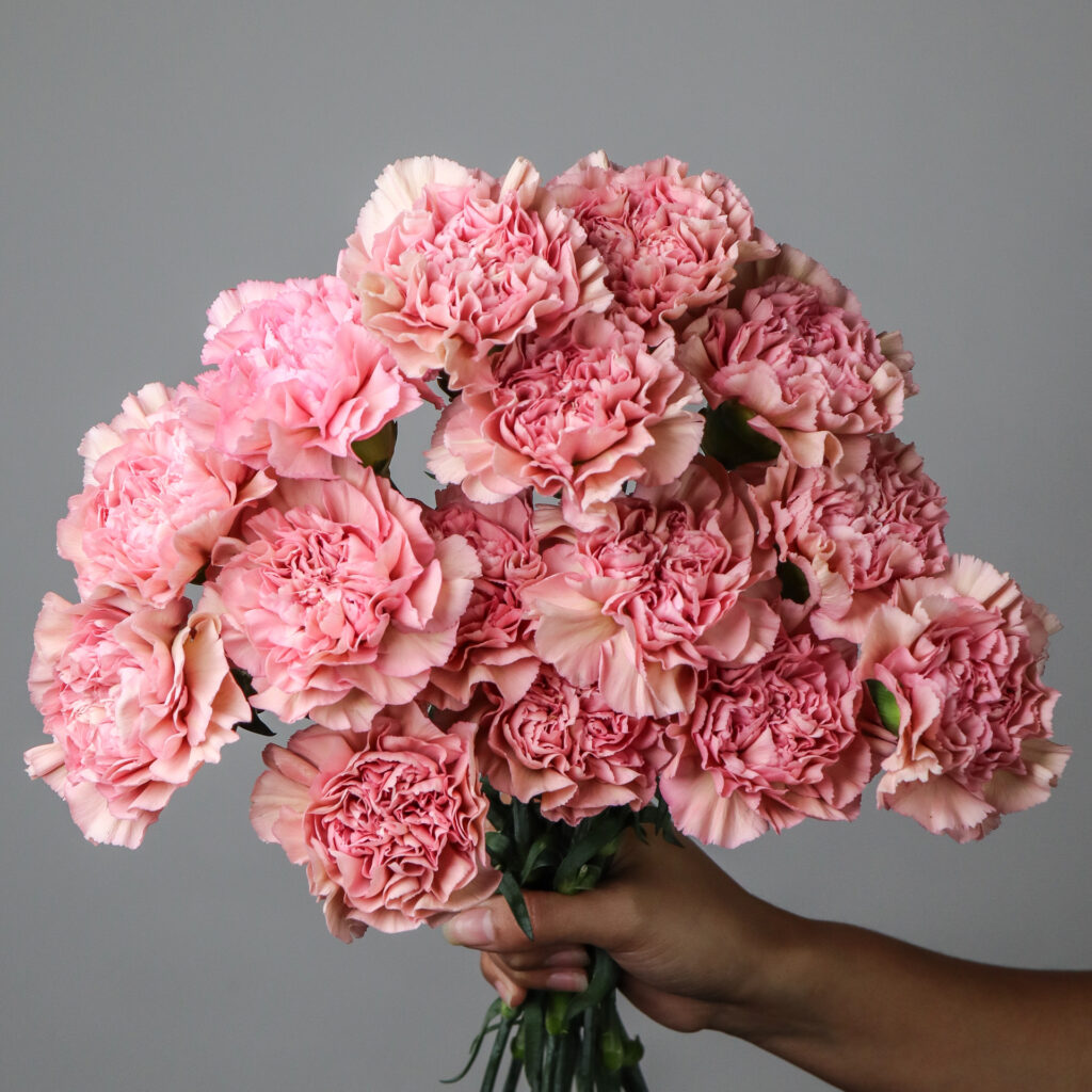 Carnation Lege Pink - Mayflower Studio