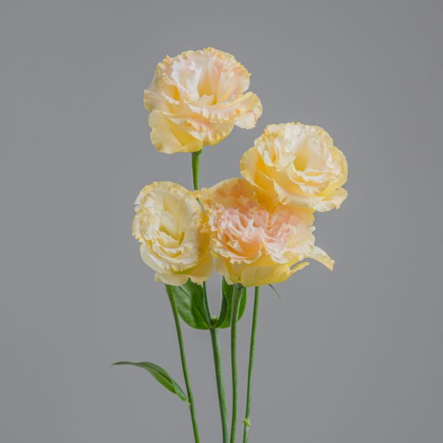 Lisianthus Peach