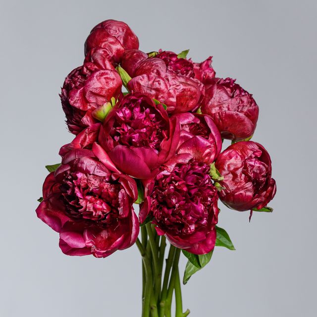 Command Performance Peonies
