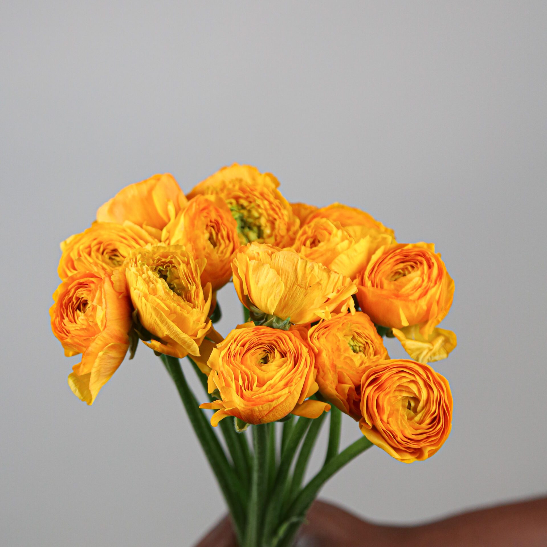 Cloni Ranunculus Yellow Ranunculus Cloni Pareo - Mayflower Studio