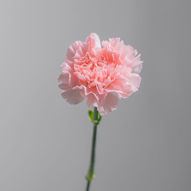 Carnation Doncel