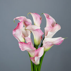 Calla Lilies Captain Rosette