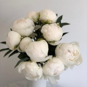 Claude Tain Peonies