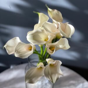 White Calla Lilie