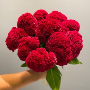 Celosia red velvet