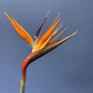 Birds of Paradise