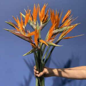 Birds of Paradise