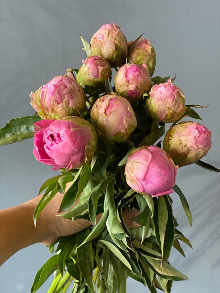 Jacorma Peonies Mayflower Studio