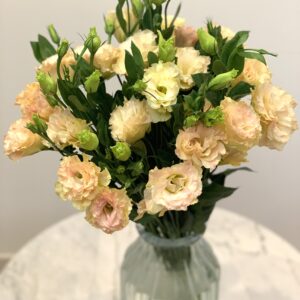 Eustoma Peach