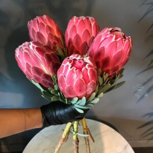 Venus Proteas