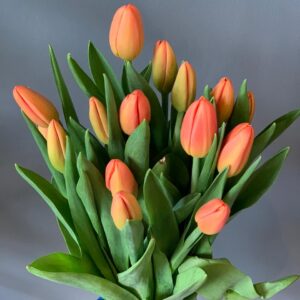 Tulips Bulb (Orange)