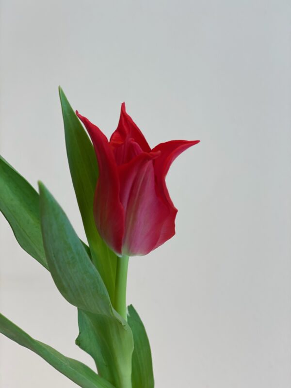Tulips Pretty Woman