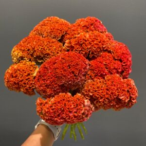 Orange celosia