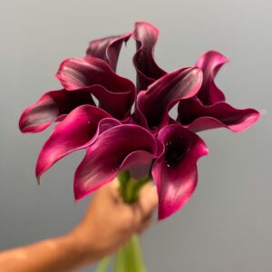 Burgundy Calla Lilies