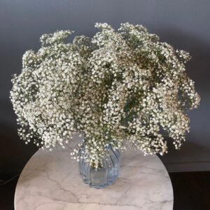 Gypsophila (aka) Baby's Breath