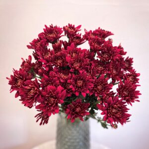 chrysanthemum red