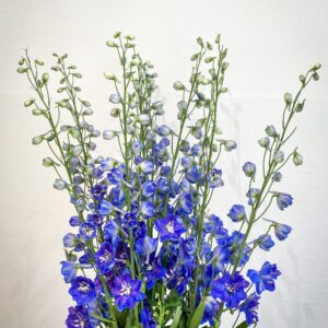 Blue Star Delphiniums