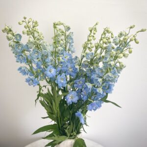 light blue delphinium