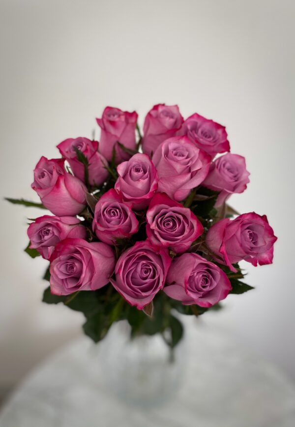 Purple double color roses