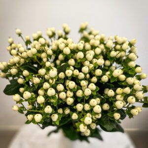 hypericum white