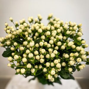 hypericum white