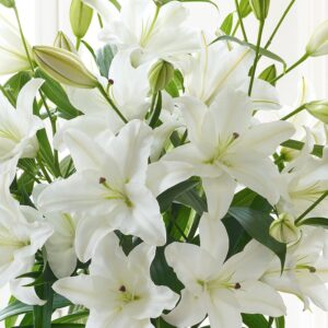 White Oriental Lilies