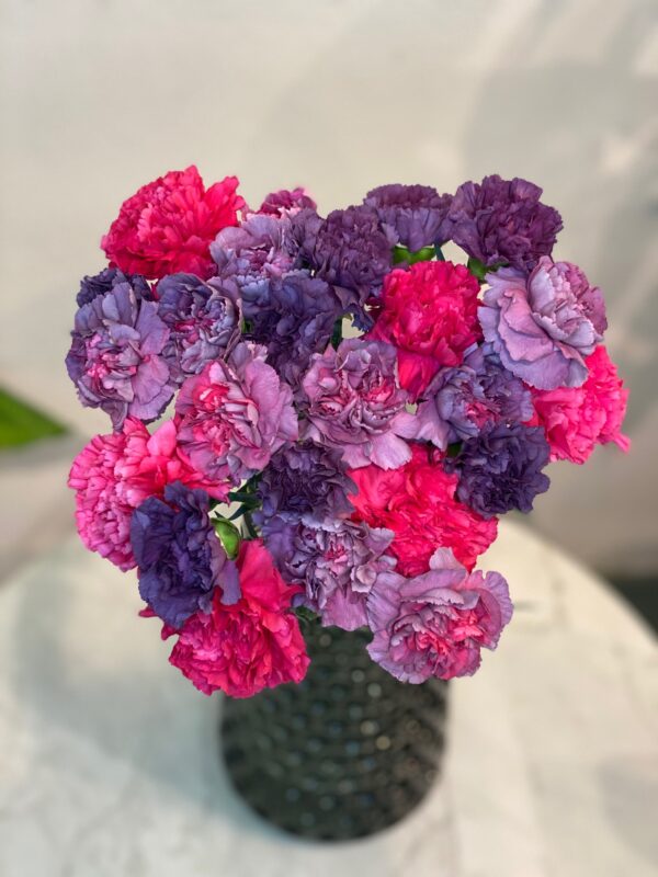 Magic-Spell-Carnations