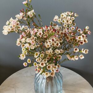 Moonlight Delight Waxflowers