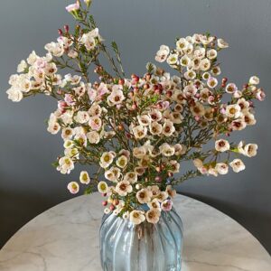 Moonlight Delight Waxflowers
