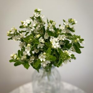 oxypetalum white