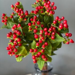 Hypericum Berries