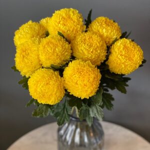 Sunny Chrysanthemums