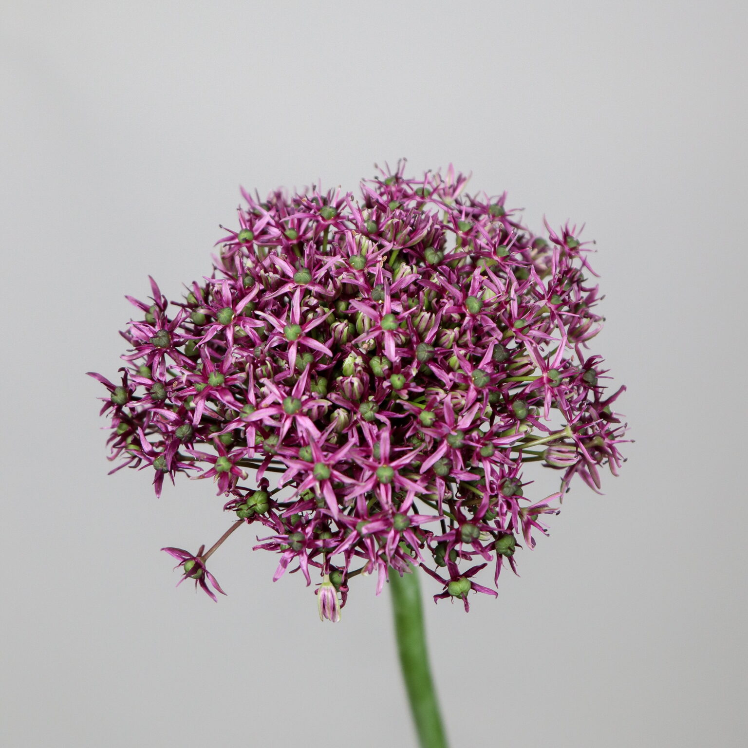 Allium Miami - Mayflower Studio