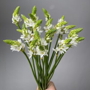 Ornithogalum Thyrsoides