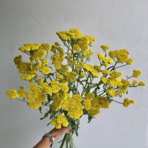 Achillea Moonshine
