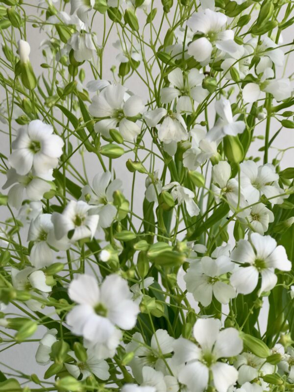 Saponaria White