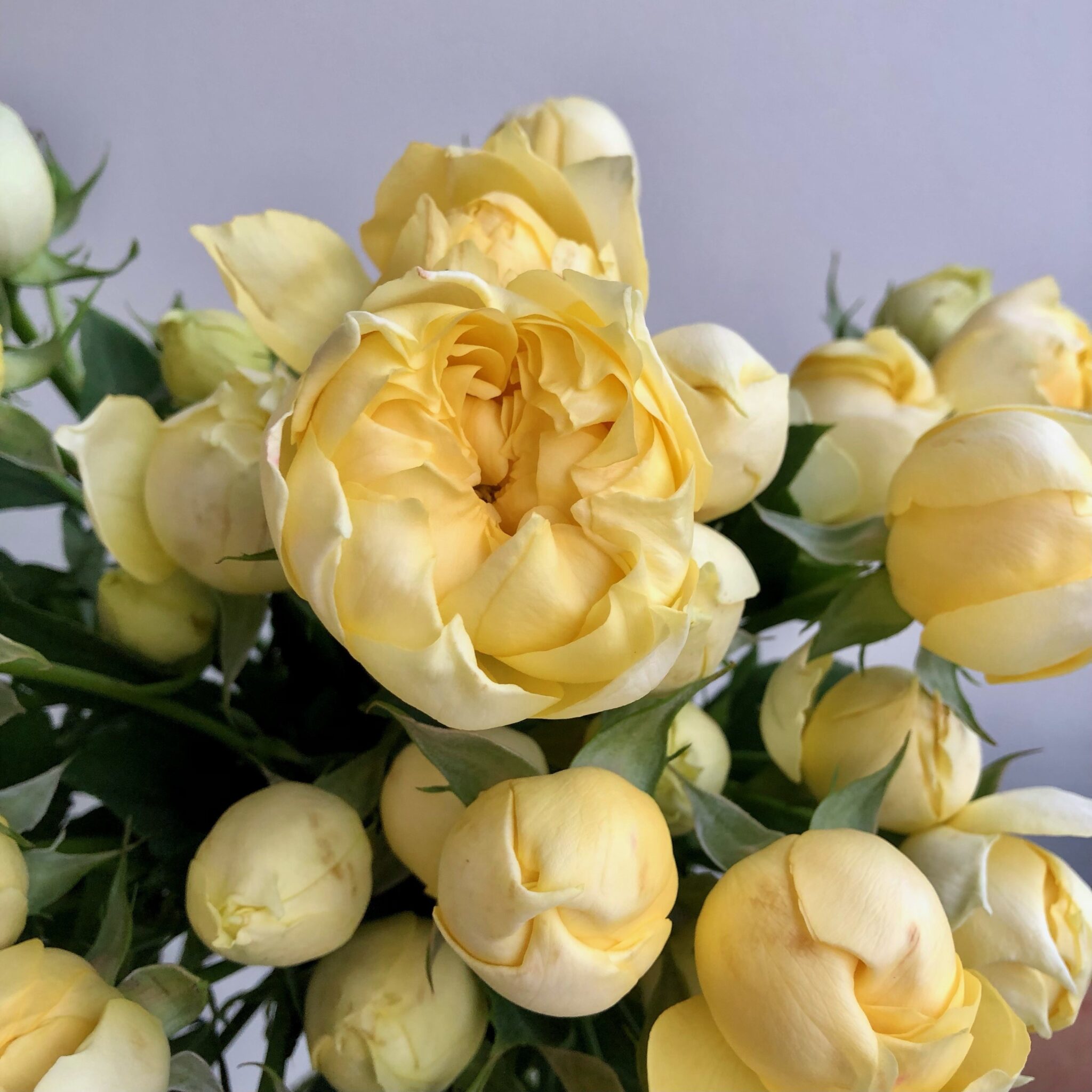 Julietta Lemonchella Spray Roses - Mayflower Studio