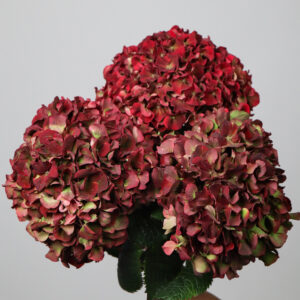 Hydrangea Magical Ruby