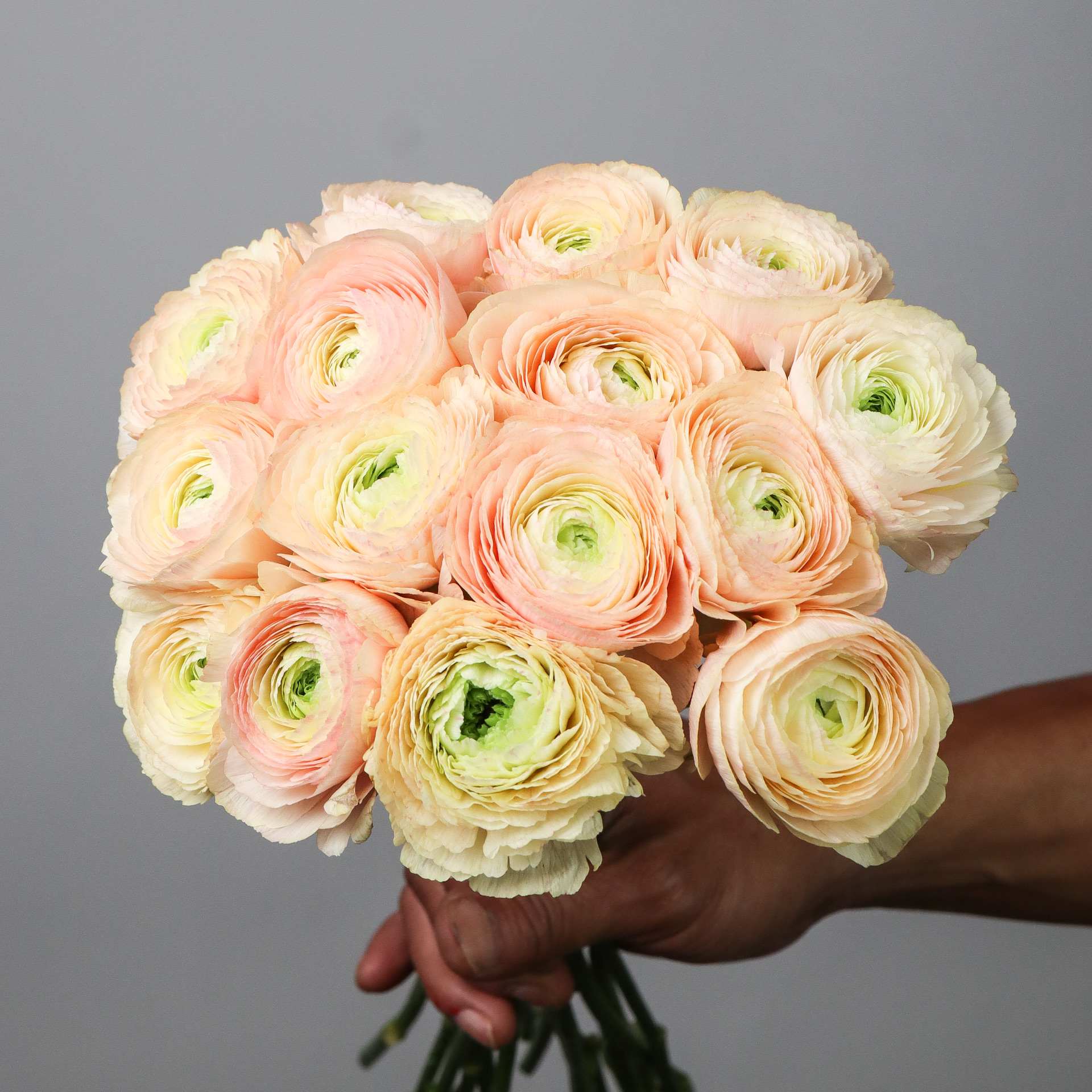 Ranunculus Cloni Blushing Pascal - Mayflower Studio