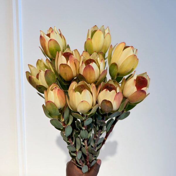 Leucadendron Summer Sun