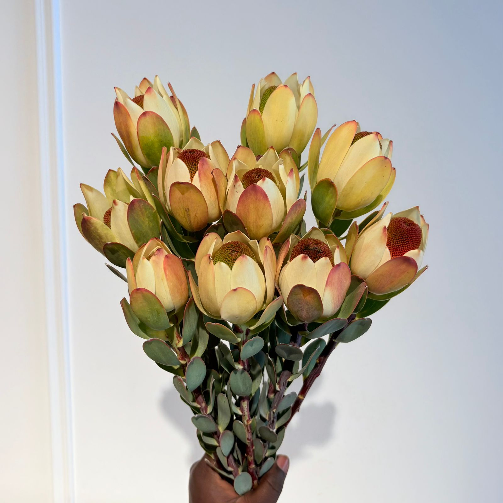 Leucadendron Summer Sun