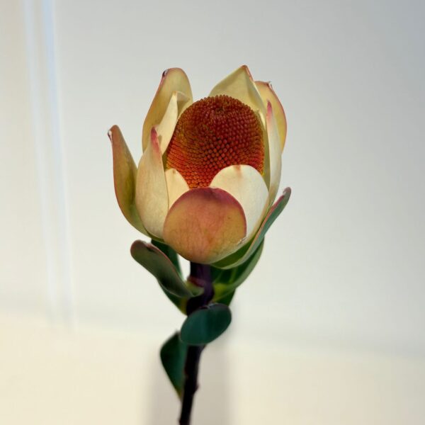 Leucadendron Summer Sun - Image 2