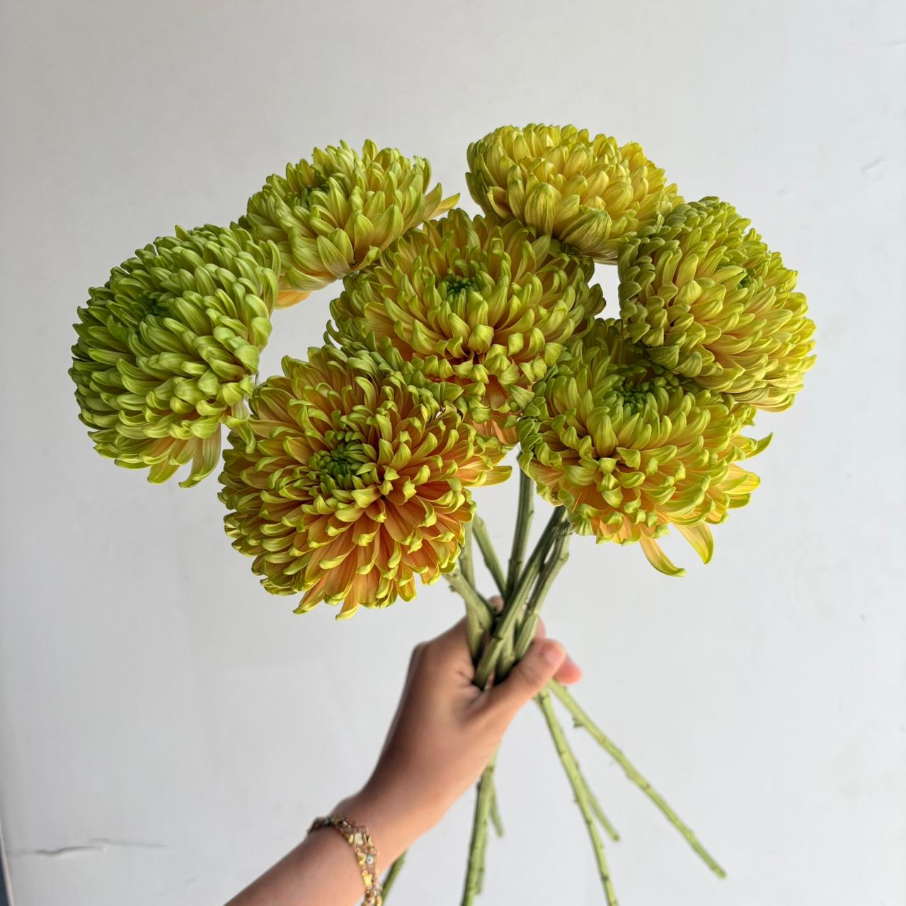 Chrysanthemum Kalimba Salmon