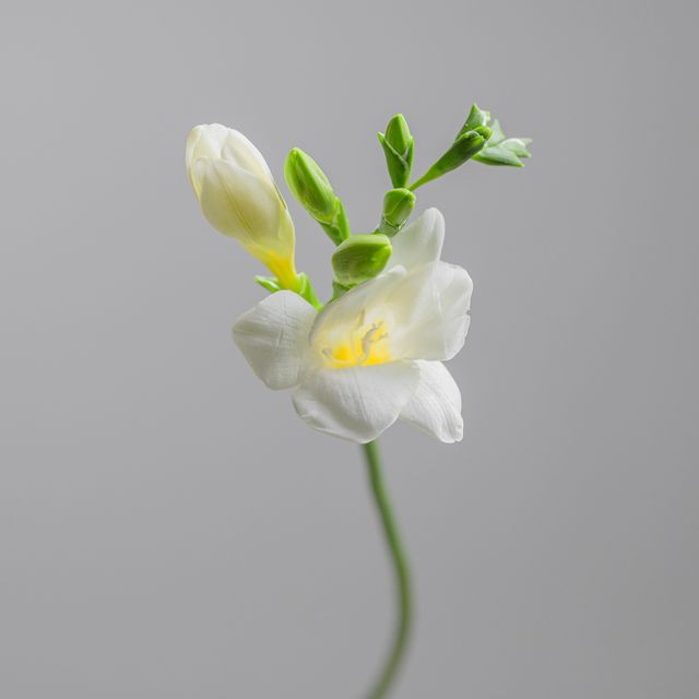 Freesia White